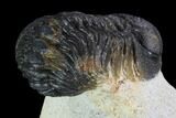 Bargain, Morocops Trilobite - Visible Eye Facets #92320-4